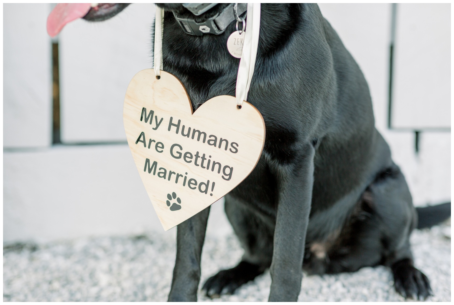 My Humans are Getting Married Sign for Dog