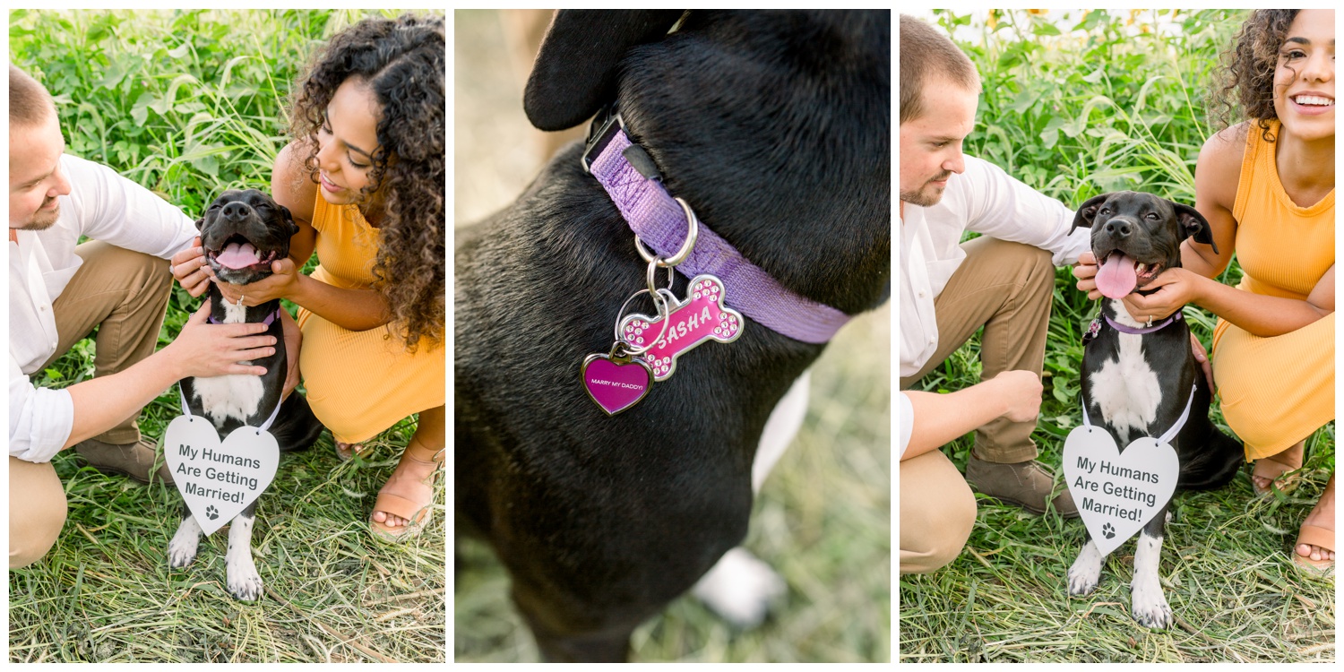 Marriage Proposal with Dog